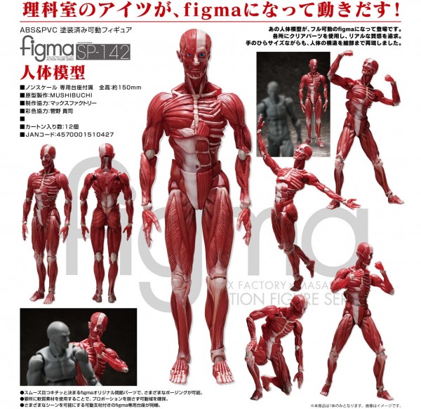 Original Character: Human Anatomical Model - Figma